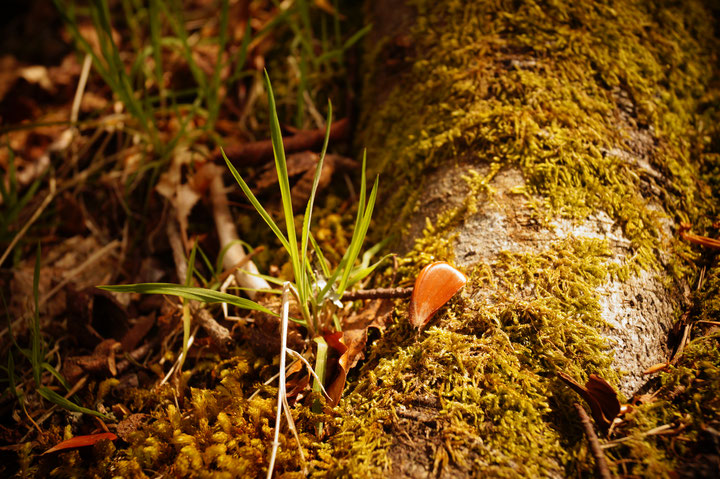 Mit Moos bedeckte Wurzel eines Baumstamms im Wald, umgeben von frischen Grashalmen, Laub, Zweigen und Schalen. Im Fokus liegt ein hellbrauner Buchecker-Samen auf der Wurzel, der vom Sonnenlicht angestrahlt wird.