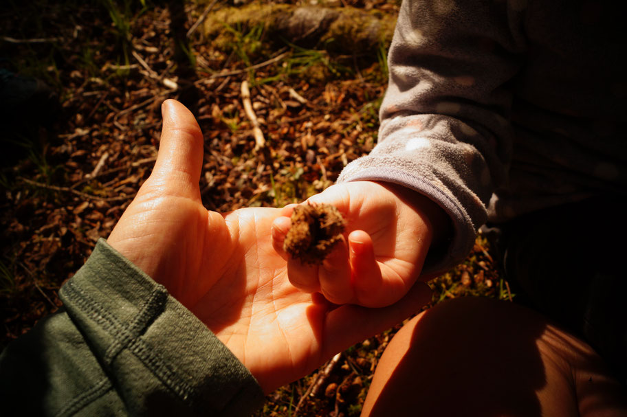 Eine Kinderhand hält eine braune Bucheckernhülse und liegt auf einer flach geöffneten Erwachsenenhand. Beide Hände werden vom warmen Sonnenlicht angestrahlt, während der Hintergrund den Waldboden mit Blättern und Zweigen zeigt.