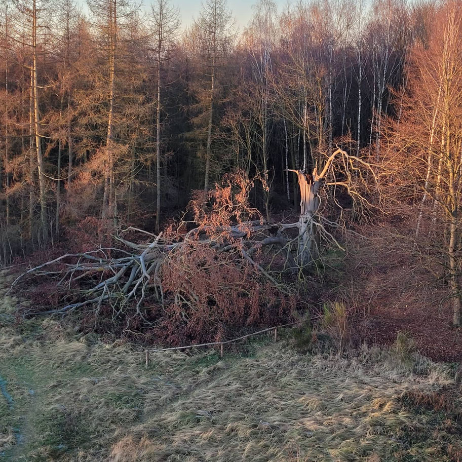 Großer, alter Baum mit abgebrochener, weitverzweigter Baumkrone am Rand eines lichten Waldes. Der Wurzelstumpf ragt noch aufrecht in die Höhe und ist von einer vertrockneten Rasenfläche umgeben.