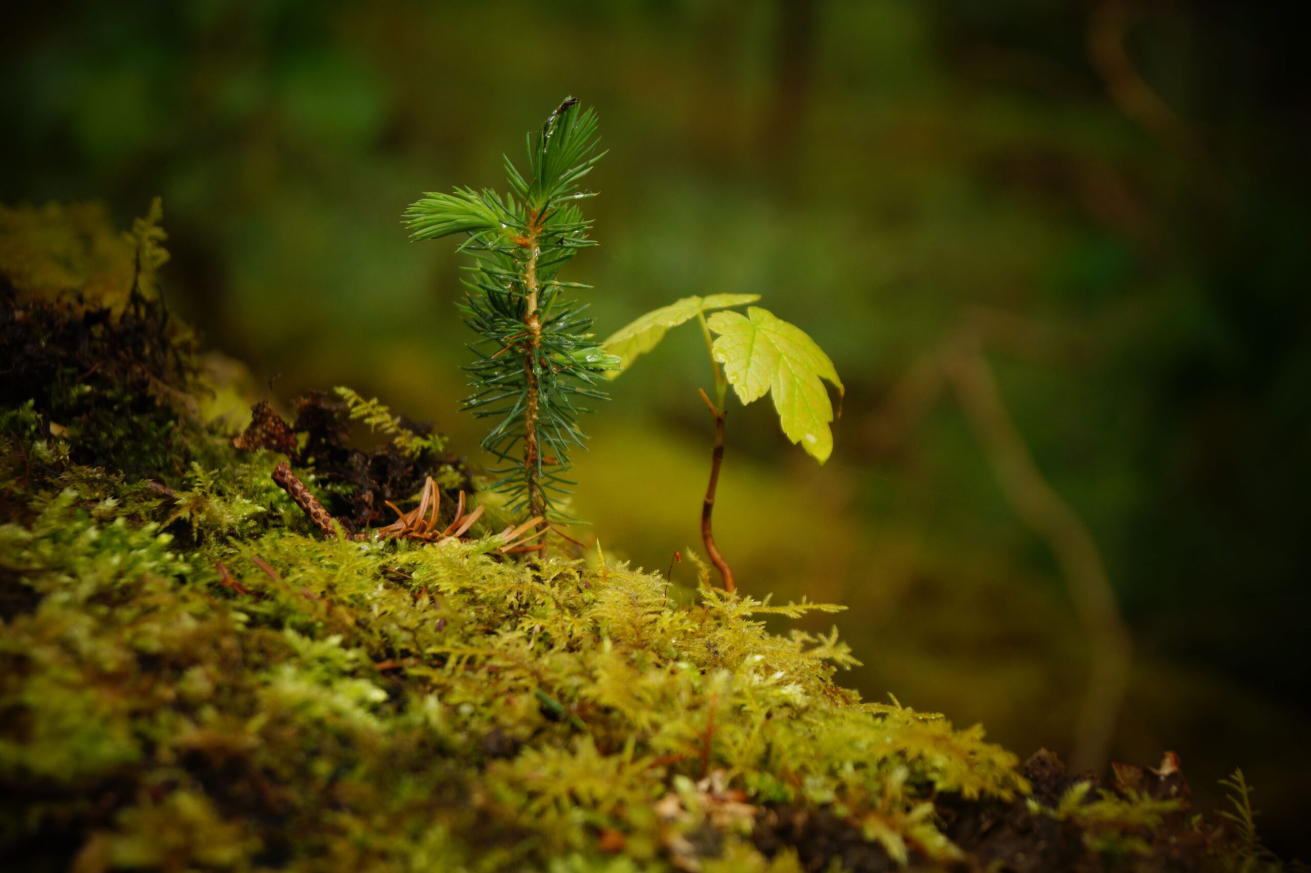 Nahaufnahme mit Tiefenschärfe auf zwei junge Pflänzchen. Eine kleine Tanne und ein Laubbaumkeimling wachsen dicht nebeneinander aus moosbedecktem Waldboden im Wald. Die grüne Umgebung ist weich und verschwommen.