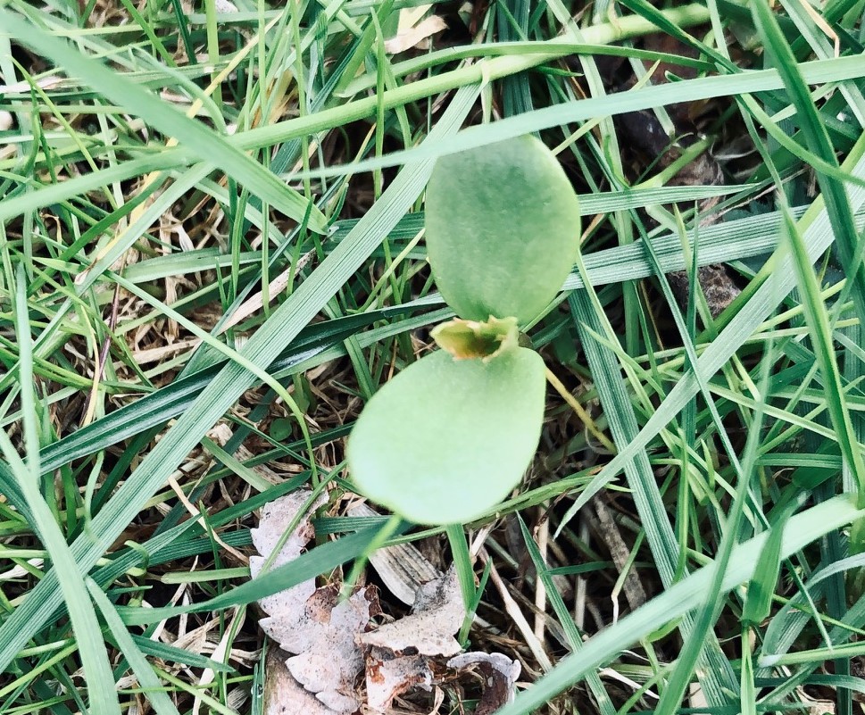 Einfach einen Baum wachsen lassen