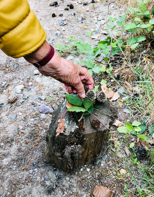 Raus in den Wald