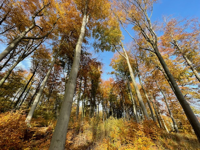 Walderlebnis für Pflegedienst-Klienten