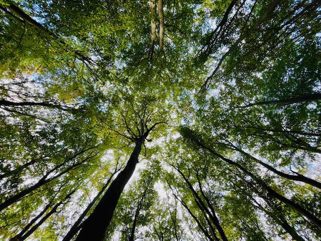Die baumpflanzende Gesellschaft