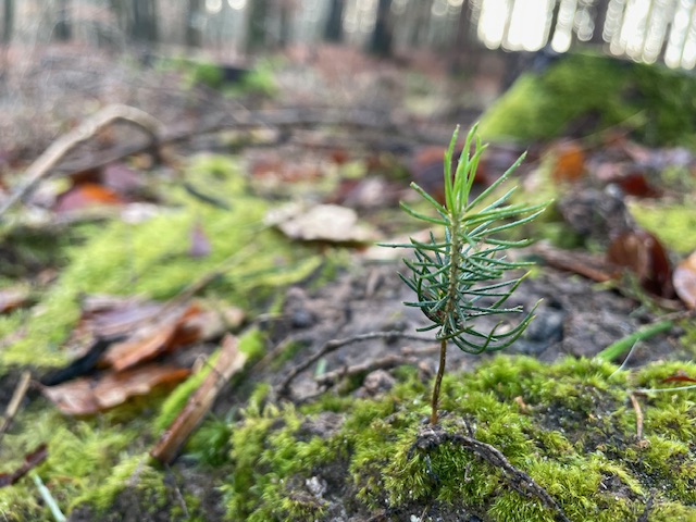 Unterstützung der VR-Bank Pflanzaktion