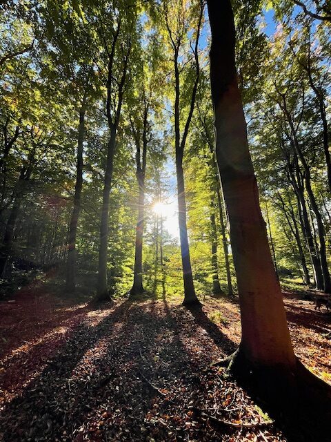 Auf dem Bild ist der in Sonne getauchte Wald zu sehen. Es soll Ruhe und Entspannung ausstrahlen
