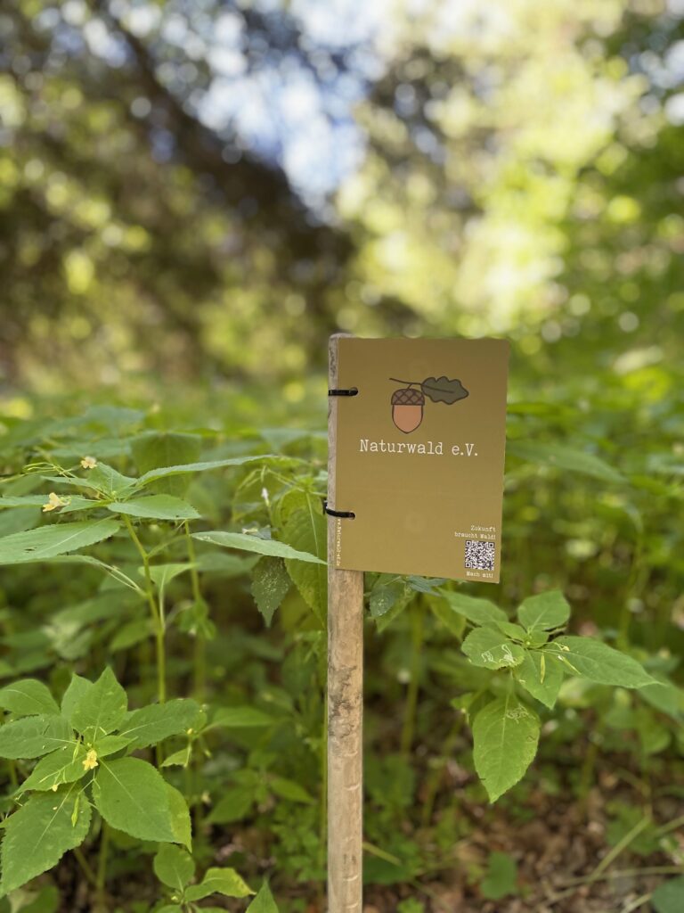 Endlich ein echter Naturwald